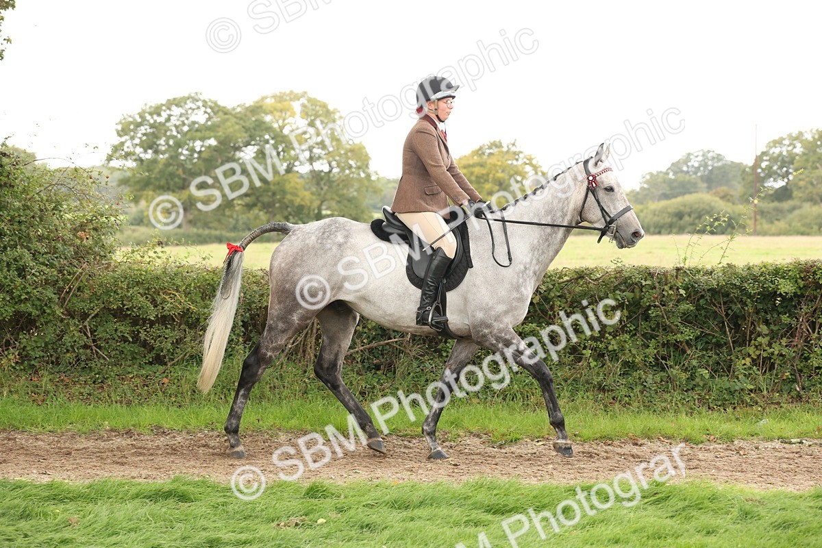 SBM_64154 - S65 - Riding Horse & Hack & Thoroughbred Ridden