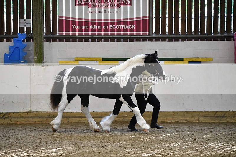 WJ5_3436 - Class 1 Youngstock