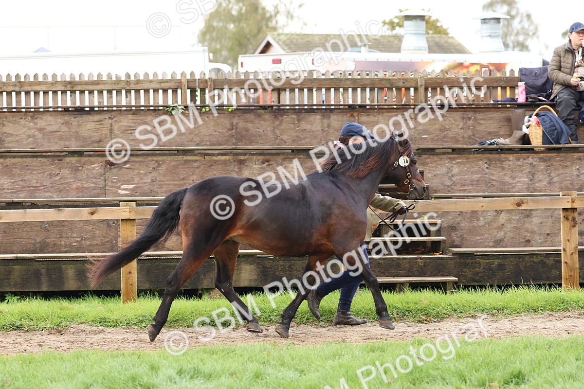 SBM_39473 - S24 - Young Veteran In Hand