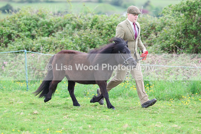 3E7A0812 - In Hand Championship