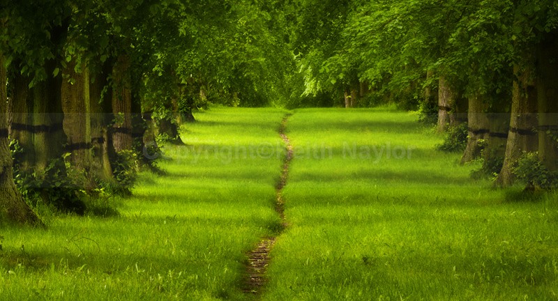 Limetree Avenue - Latest Work