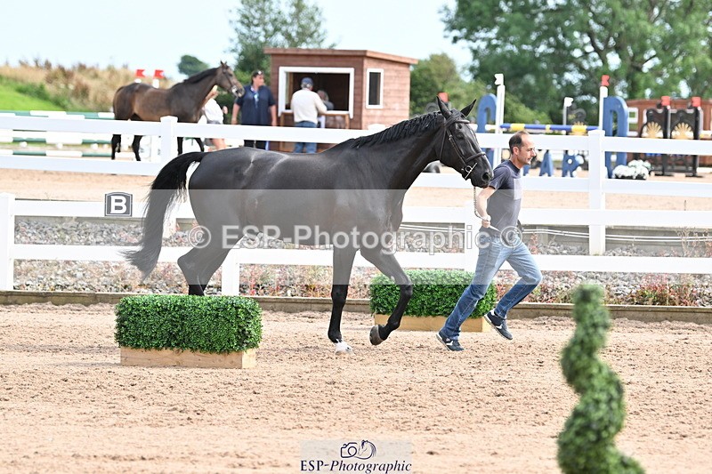 240717A-163626-03442 - Trot Up 4pm to 5pm