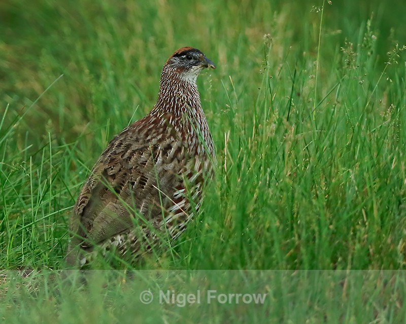Erckel's Francolin, Mauna Kea, Hawaii - Erckel's Francolin
