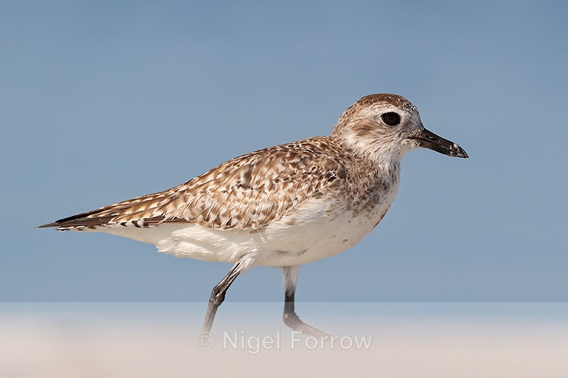 Black-bellied Plover close view, Fort De Soto Park, Florida - Black-bellied Plover