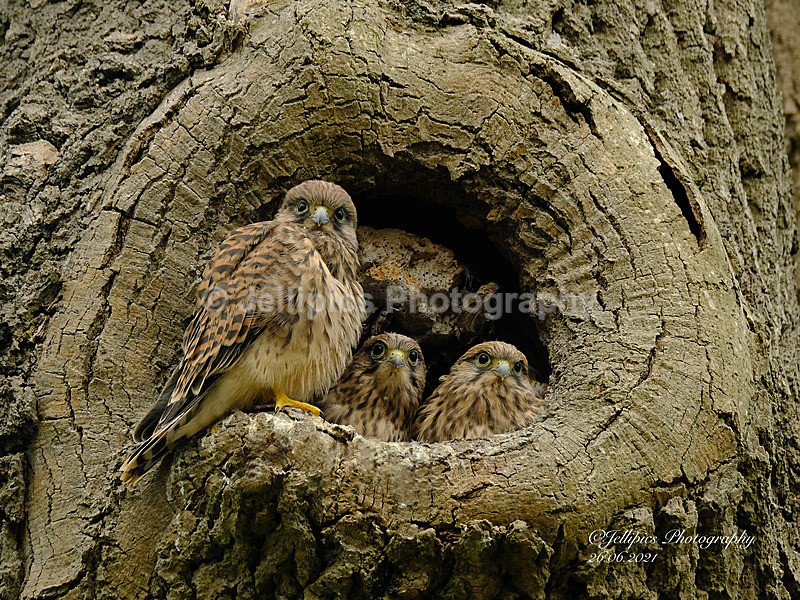  - Wildlife and Nature