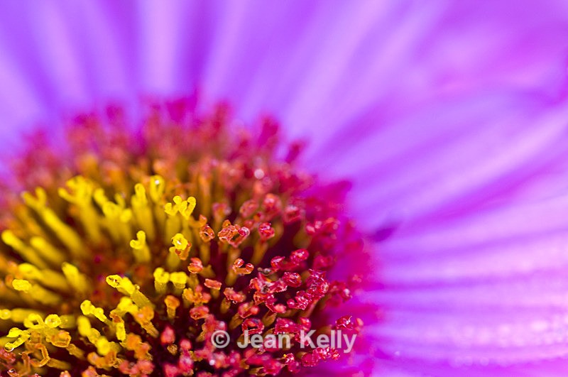 Flower - 7109 - Pink