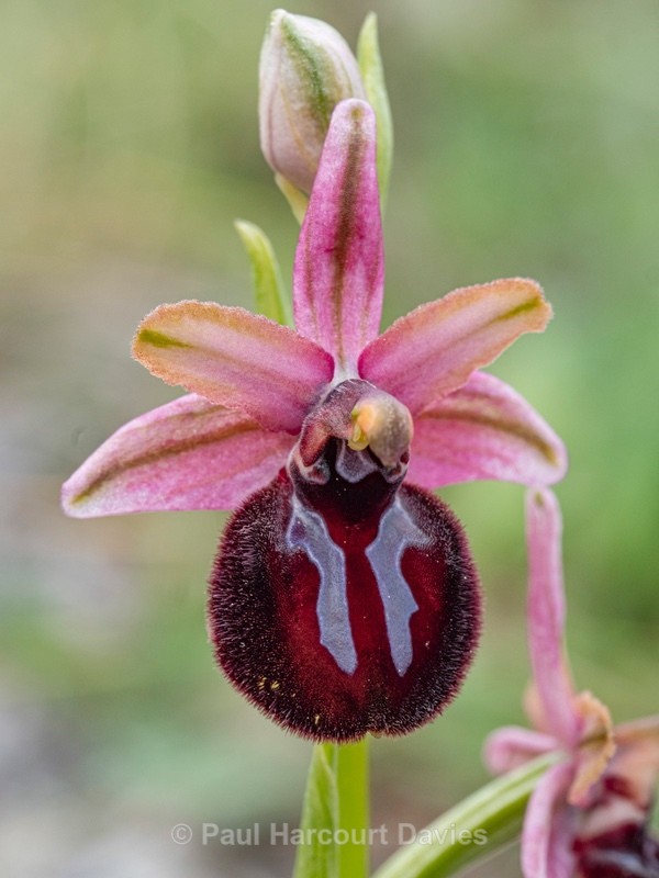 Siponto Ophrys (Ophrys sipontensis) ( syn. O. sphegodes ssp. sipontensis  - Gargano - Wild Orchids