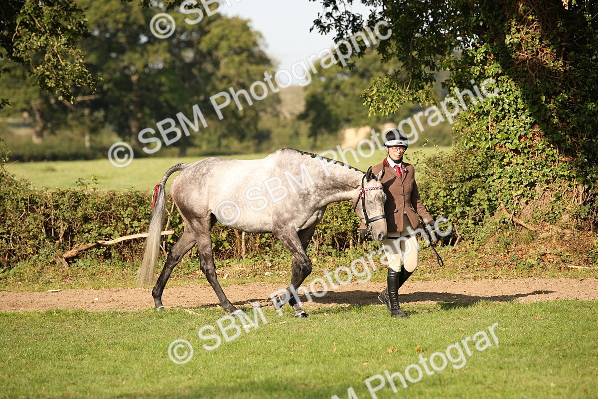 SBM_59330 - S52 - Other Coloured Horse In Hand
