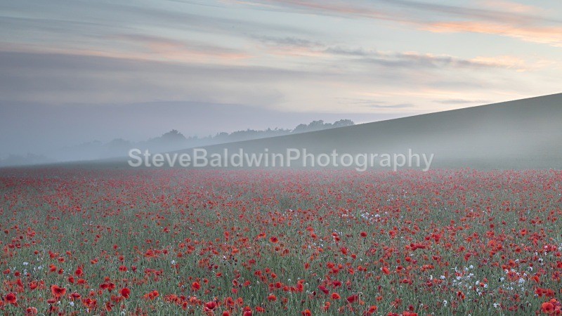 Poppies in the Mist: 206E - Earth: Close to Home