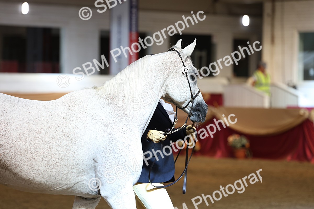 SBM_23381 - Class 903 - Supreme Final - IH Pre Vet