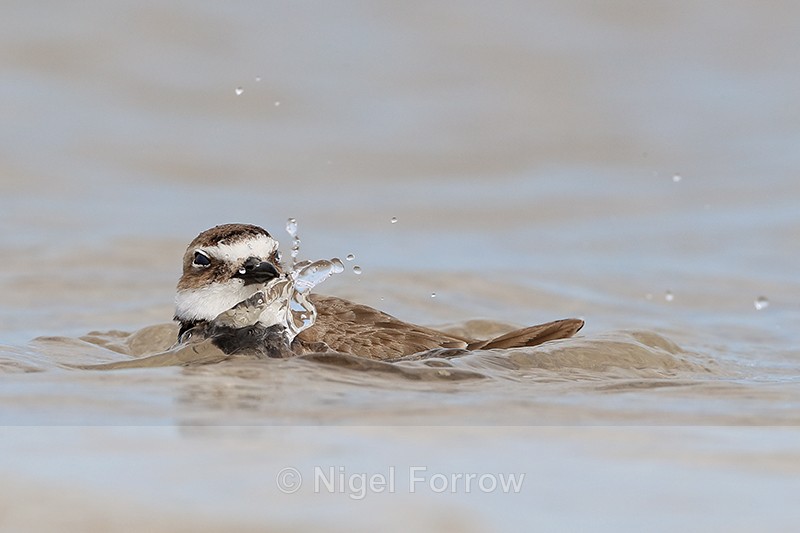 Wilson's Plover splashing in lagoon, Fort De Soto Park, Florida - Wilson's Plover