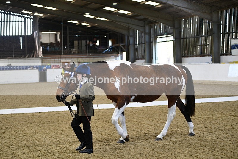 WJ5_3824 - Class 5 In Hand Veterans