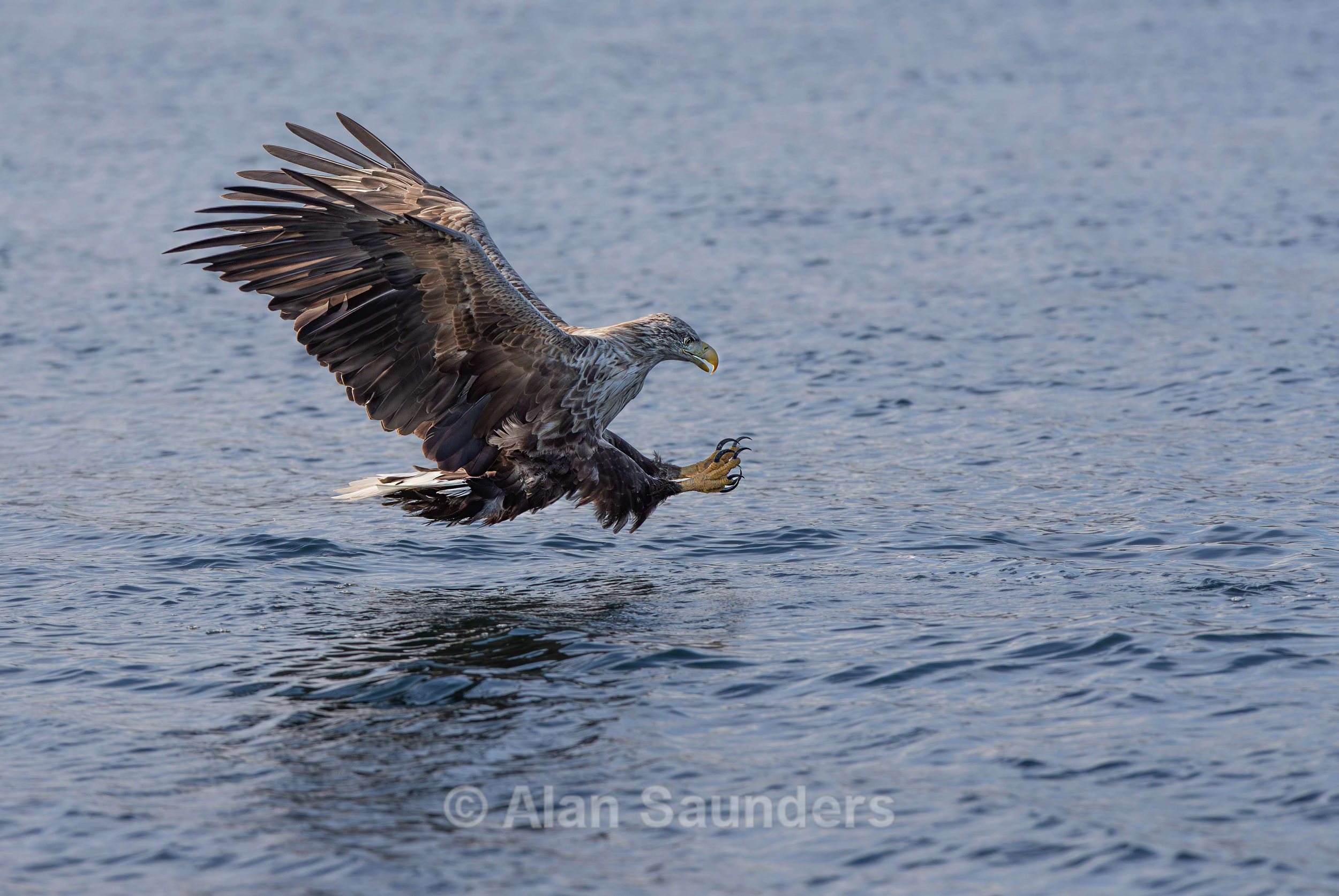White Tailed Eagle 92