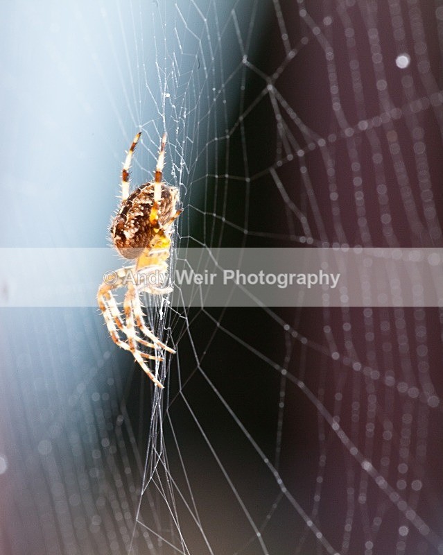 20111012-20111012-_MG_6667 - Insects