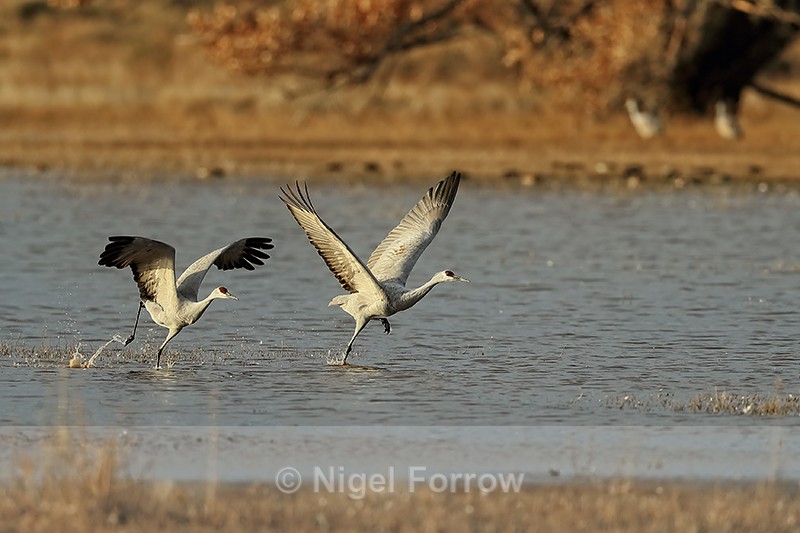 Two Sandhill Cranes taking off, Bosque del Apache, New Mexico - Sandhill Crane
