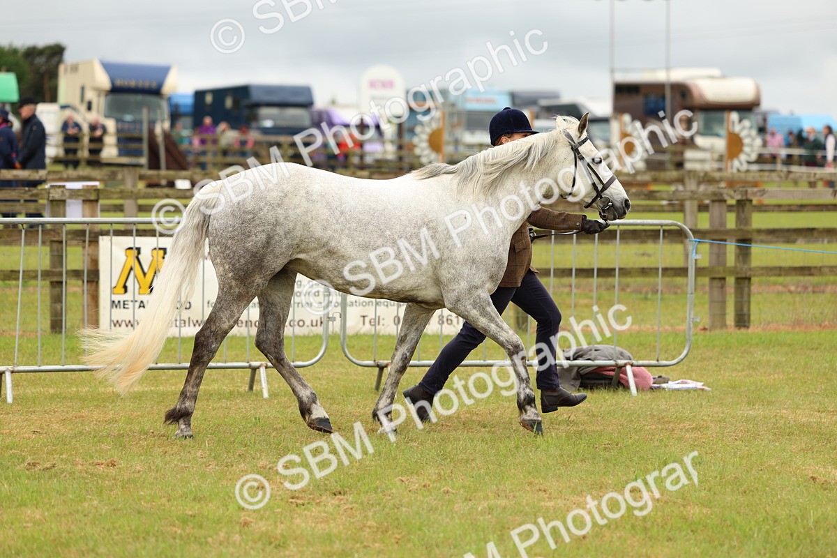 SBM_04186 - Class 64-67 - Shetland Pony In Hand