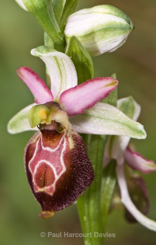 Ophrys x arachnitiformis (also O. exaltata subsp arachnitiformis) - Orchids - Ophrys