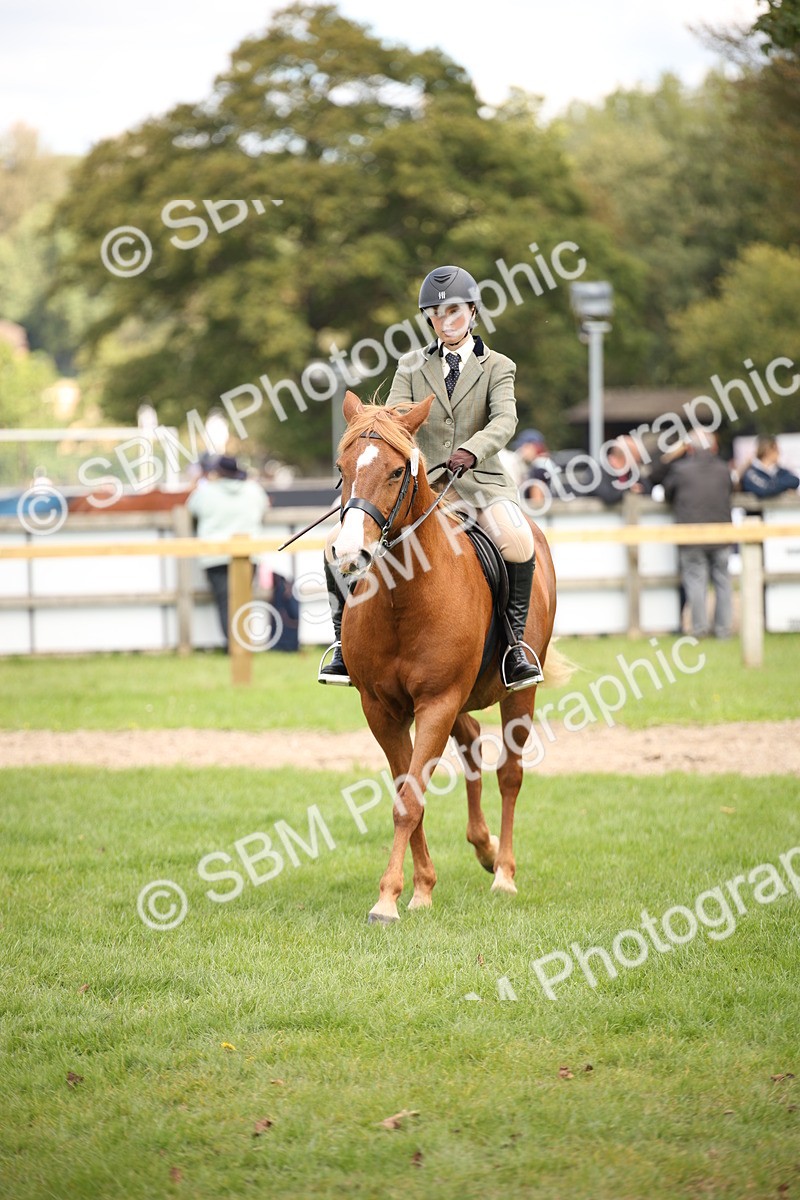 SBM_42367 - S13 - Pony Club Pony