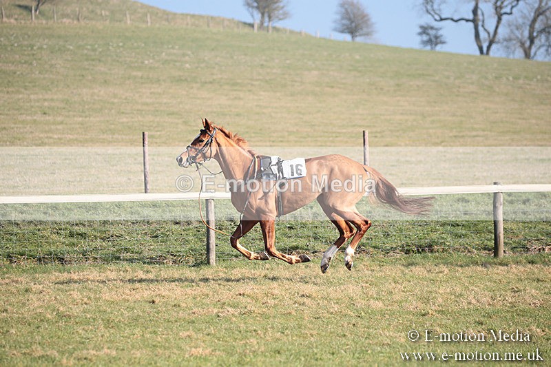 PtP 230219 166 - Vine & Craven Point-To-Point - Barbury 23/02/19