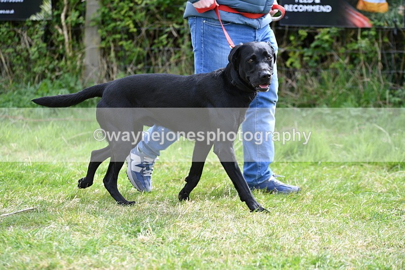 WJ5_9595 - Class 3 Most Handsome Dog