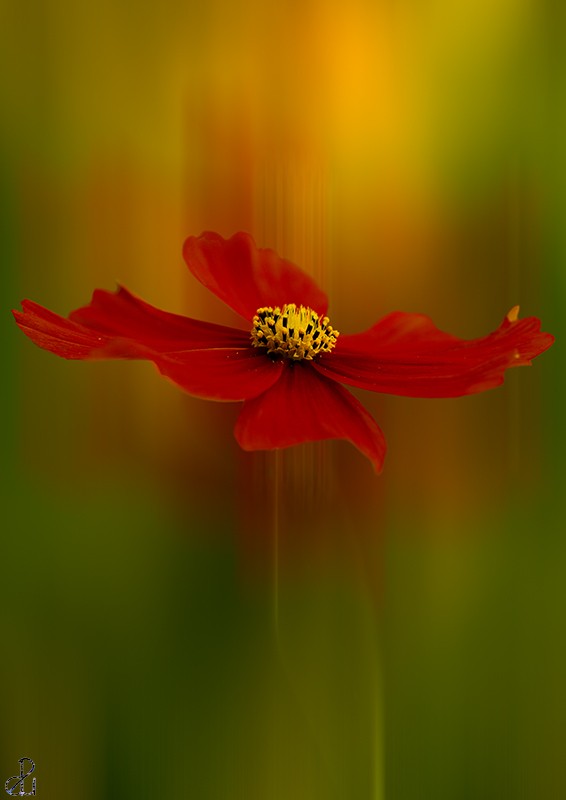 Flower photography by Diana Uzun