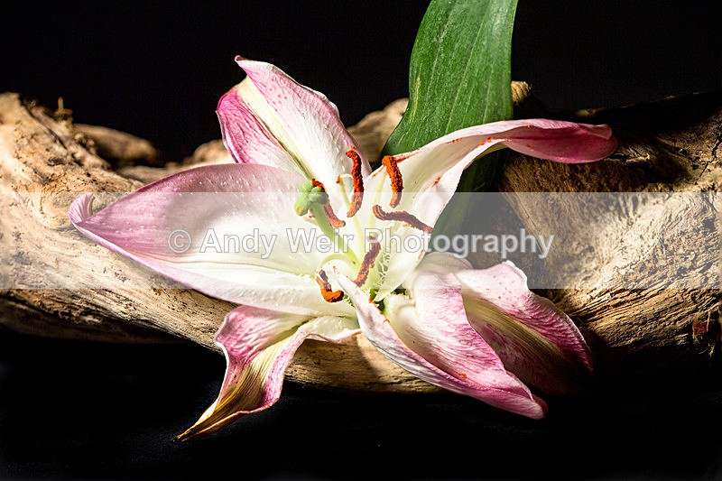 Past its Best - Plants & Flowers