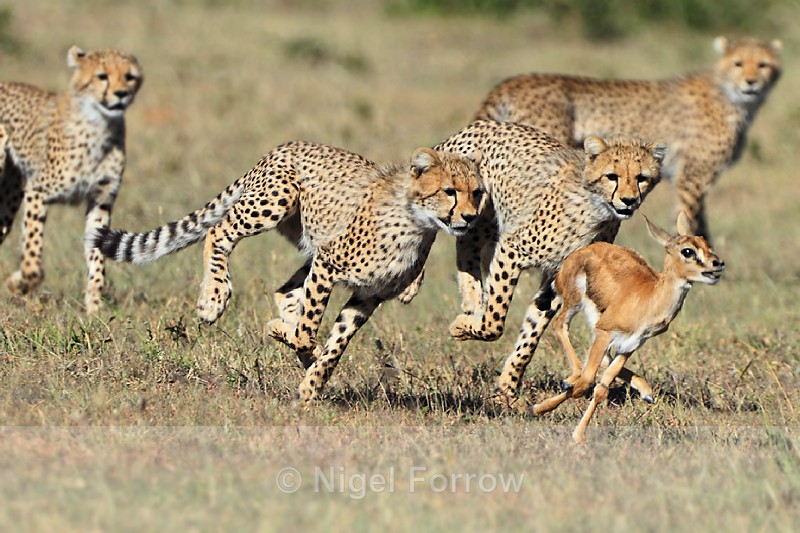 Cheetah cubs chasing a young Thompson's Gazelle - Cheetah