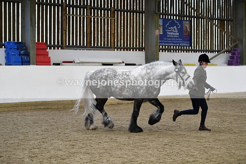 WJ5_5635 - Morning in hand Championship