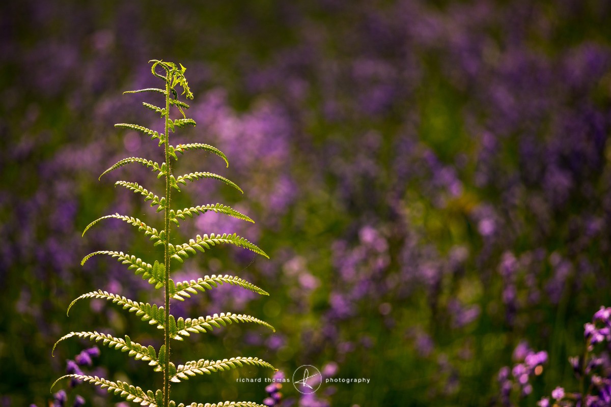 Frond - Bluebells - BlueWood