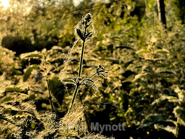 PhotoMynottART079 - Photo Mynott ART Images