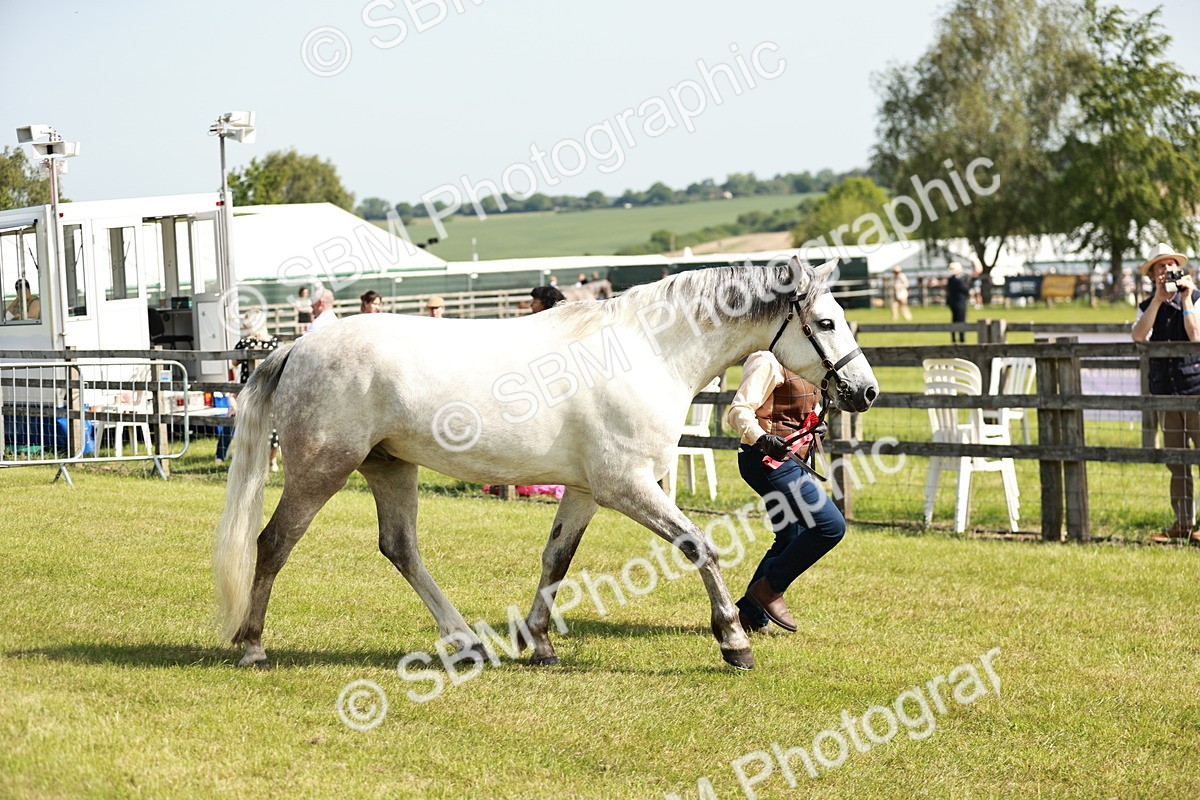SBM_01725 - Class 14-23 - Mountain & Moorland In Hand Non Welsh