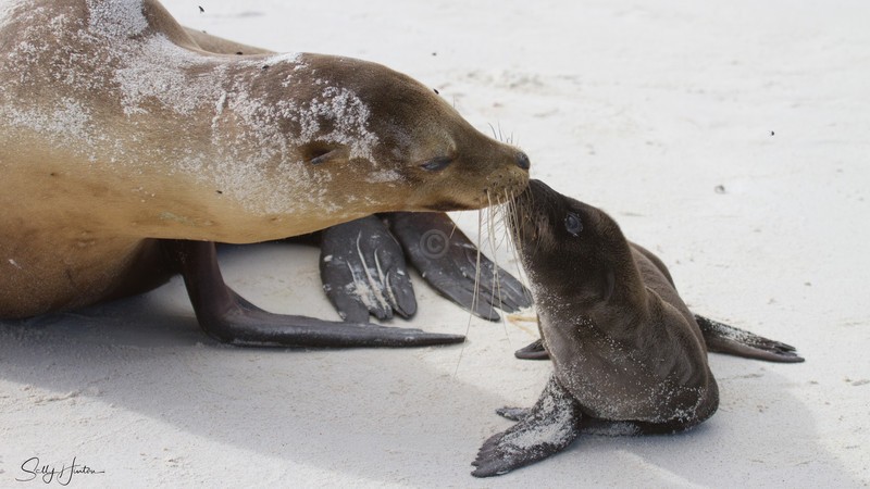 Sealion Cow and Pup
