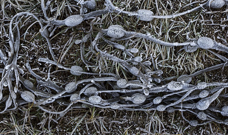 Shoreline frost patterns, Isle of Mull, Scotland - ISLE OF MULL LANDSCAPE PHOTOGRAPHY