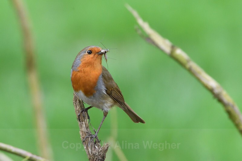 Robin 2 - Birds