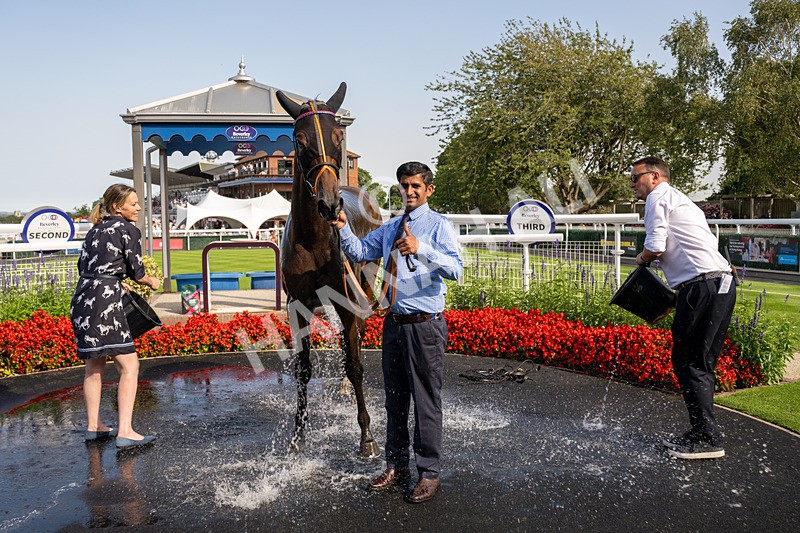 130826-Race 5-Wardlaw-8609 - Race 5 16.15pm Middle Distance Handicap