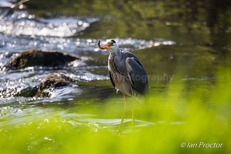 Grey Heron Fishing on River Maine - Nature