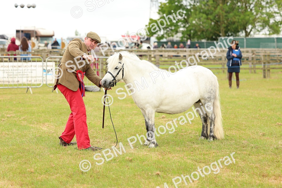 SBM_03574 - Class 58-67 - M&M Non Welsh Pony In hand
