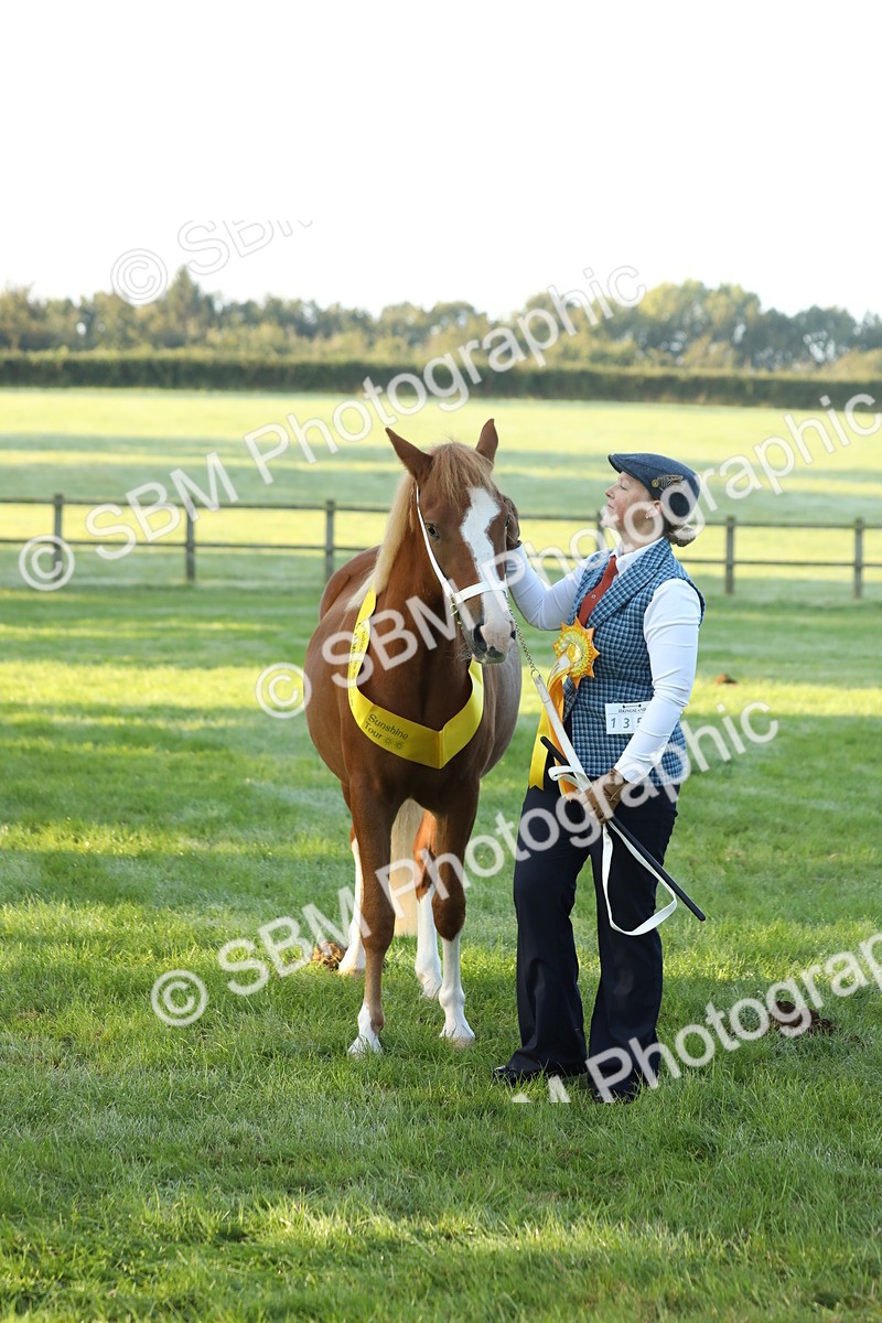 SBM_57858 - S42 - Youngstock