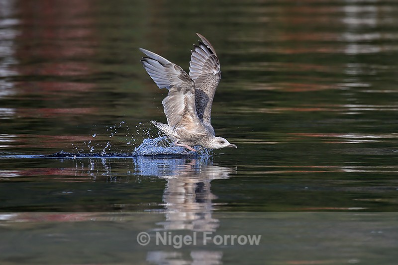 Herring Gull lands on water, Flatanger, Norway - Herring Gull