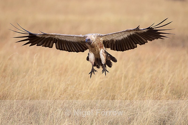 White-backed Vulture about to land - White-backed Vulture