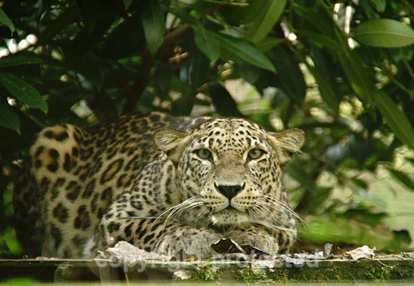 Persian Leopard - Shade (Rutland Falconry & Owl Centre) - Persian Leopards