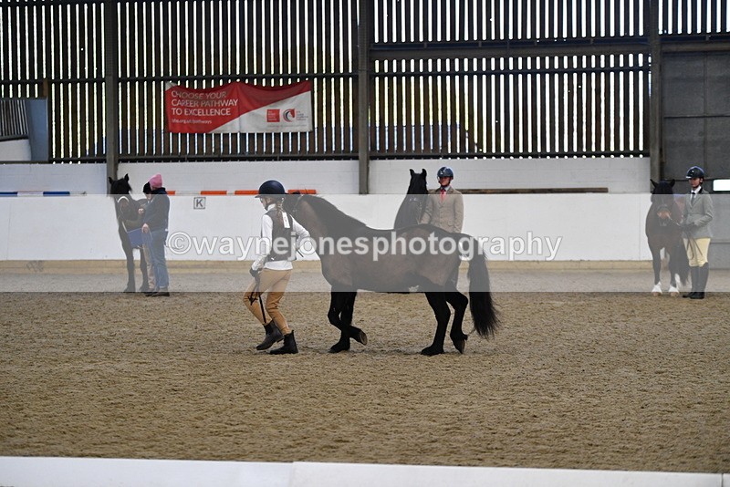 WJ5_4211 - Class 6 In hand M&M - Large Breeds