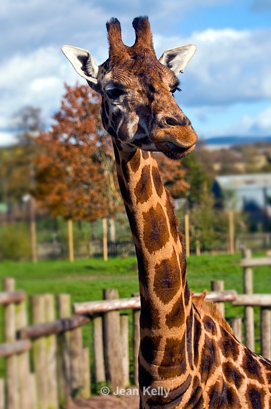 Giraffe - 7264 - Giraffes