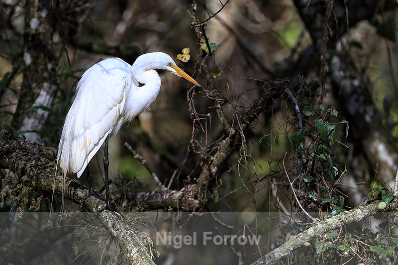 Great Egret, Corkscrew Swamp, Florida - Great Egret