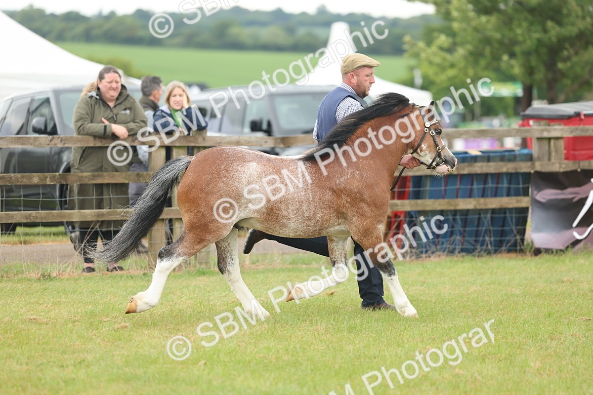 SBM_01665 - Class 50-57 - M&M Welsh Pony In Hand