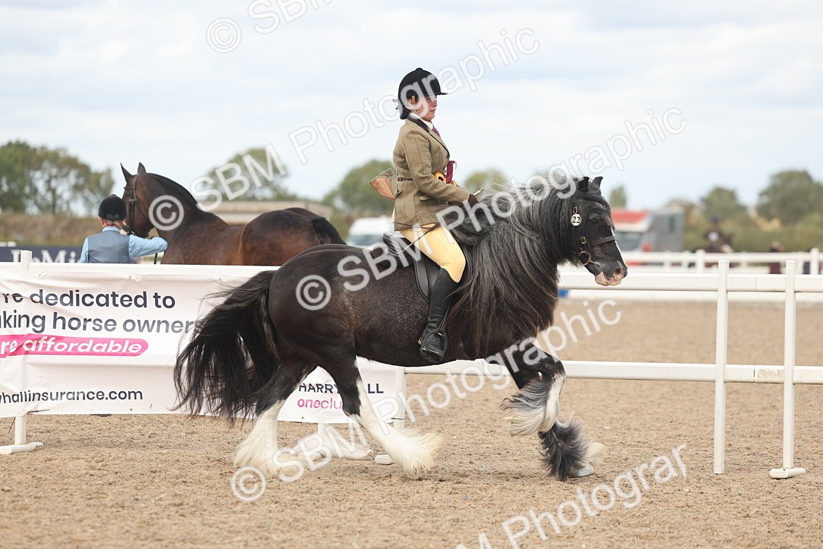 SBM_18097 - Class 314 - Family Horse Pony