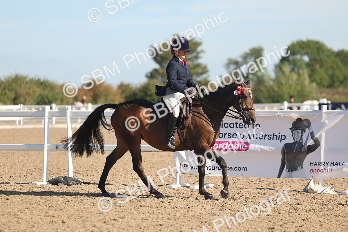 SBM_12170 - Class 303 - Ridden Pure Bred Horse Pony