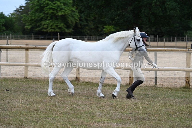 WJ7_8753 - Class 4a Prettiest Mare 14.2hh and over