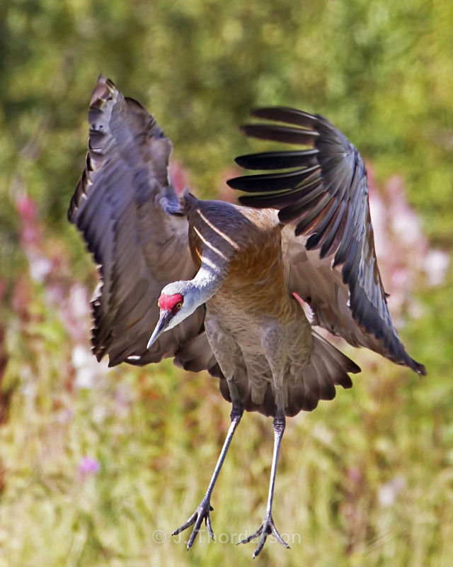  - Sandhill Cranes