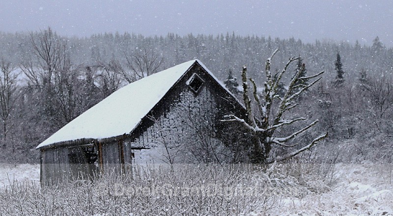 Old Barn in Winter New Brunswick Canada - Old Barns & Buildings